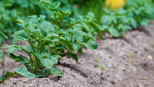 Potato plants in the agricultural field. Focus in the foreground