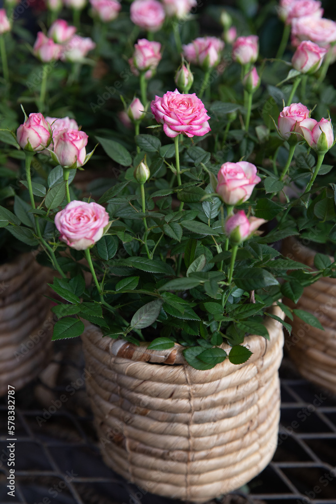 Beautiful pink roses potted at the greek flower garden shop in spring.