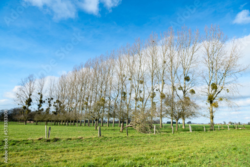 Carta da parati Alignement de peupliers dans une prairie