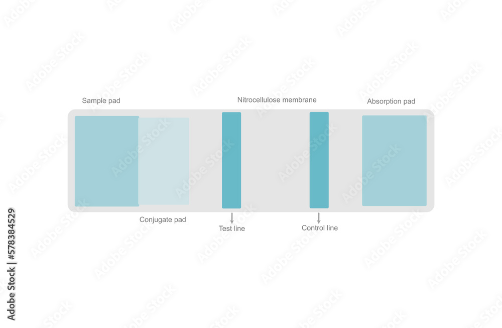 The architecture in a cassette of Lateral flow test or Rapid test kit ...
