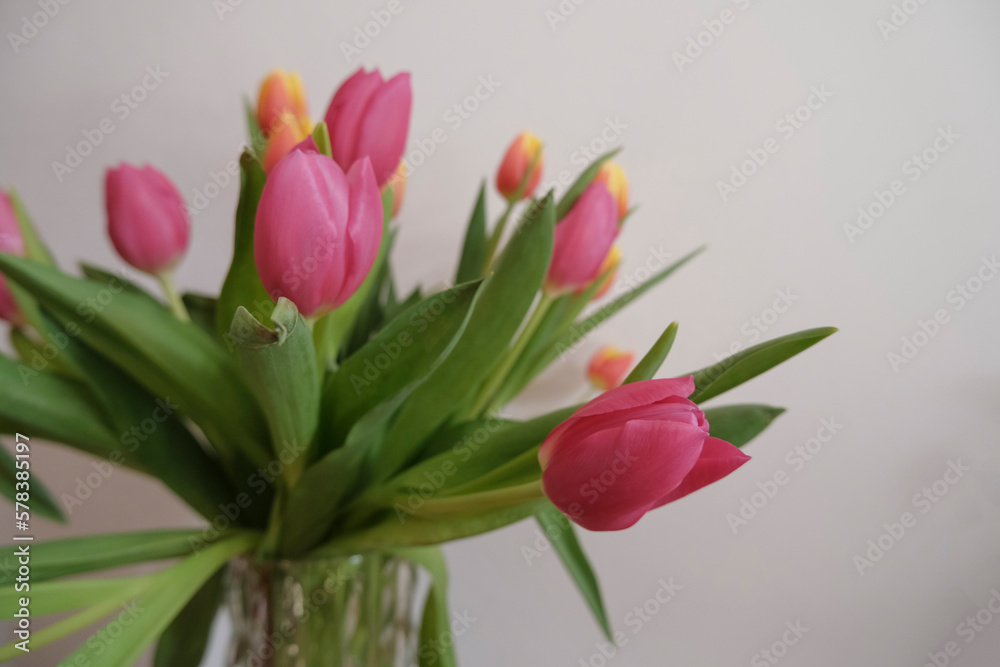bouquet of pink and yellow tulips in vase closeup across white all on the wooden drawer. Interior detail. Hotel interior bouquet of pink and yellow tulips in vase closeup across white all on the wooden drawer. Interior detail. Hotel interior