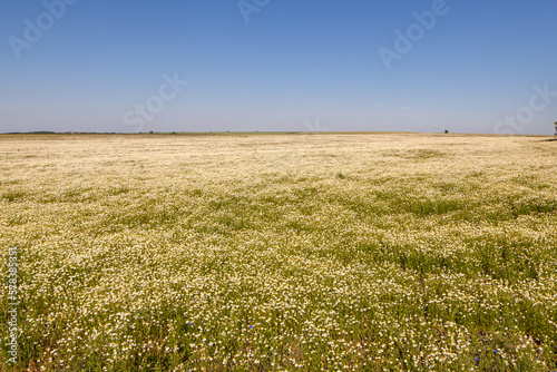 Chamomile fields. White daisies. Agriculture