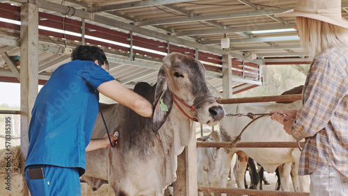 Fotografiet Brahman cattle being checked for health by a livestock doctor and rancher in a clean pen