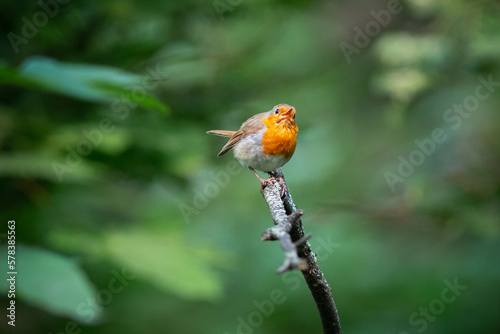 European robin close up portrait © Ilia
