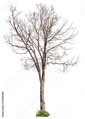 Obraz na plátně PNG death tree or leafless tree transparent PNG easy to drag and drop