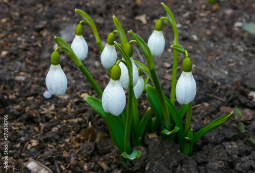 Galanthus elwesii (Elwes's, greater snowdrop) in the wild. Red Book Ukraine photo