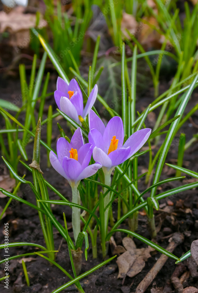 Garden crocuses bloom in spring in the botanical garden Garden crocuses bloom in spring in the botanical garden