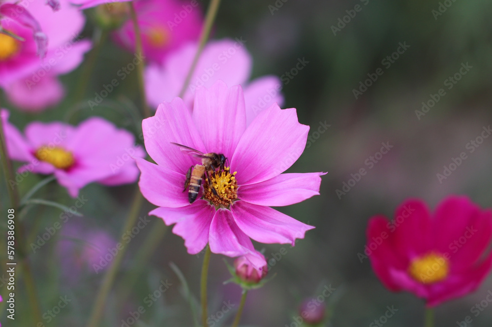little bee with flowers in the park little bee with flowers in the park