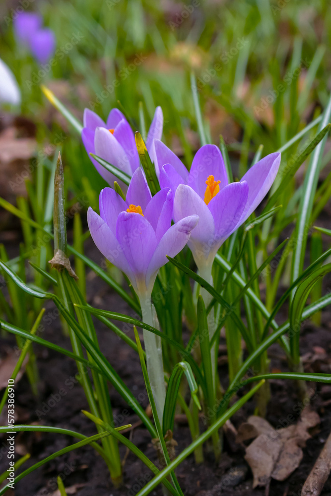 Garden crocuses bloom in spring in the botanical garden Garden crocuses bloom in spring in the botanical garden