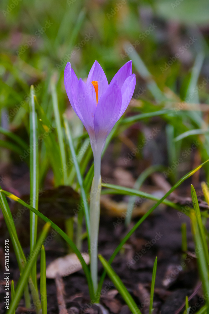 Garden crocuses bloom in spring in the botanical garden Garden crocuses bloom in spring in the botanical garden