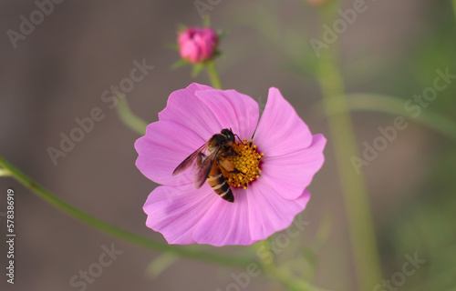 little bee with flowers in the park