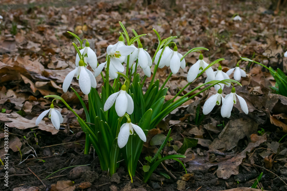 Galanthus, Beautiful spring flowers in the wild. Snowdrops in nature Galanthus, Beautiful spring flowers in the wild. Snowdrops in nature