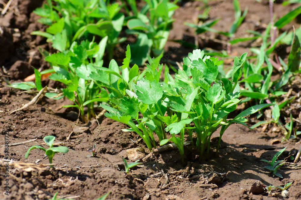 Green and fresh cilantro (coriander) growing in vegetable garden,  Organic coriander leaves