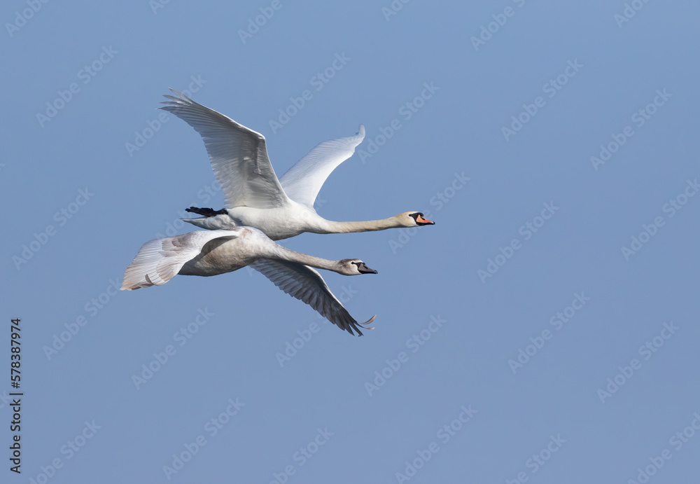 Mute swan, Cygnus olor. Two swans in flight against the sky Mute swan, Cygnus olor. Two swans in flight against the sky