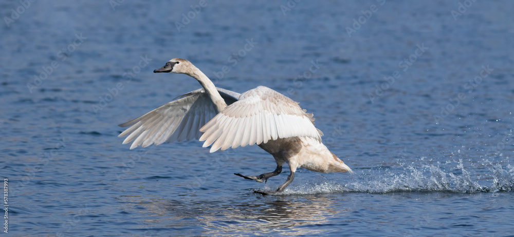 Fototapeta premium Mute swan, Cygnus olor. A young bird perches on the surface of a river