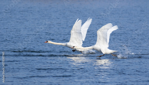 Mute swan, Cygnus olor. Swans take off from the surface of the river