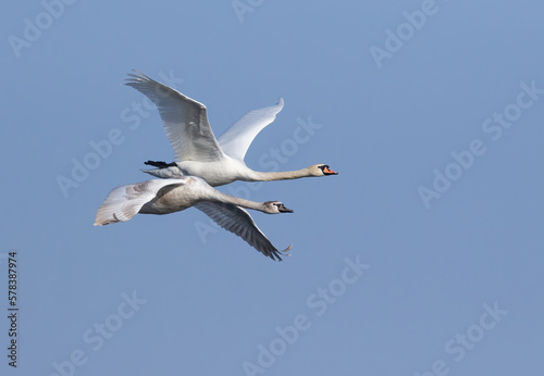 Mute swan, Cygnus olor. Two swans in flight against the sky