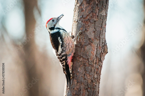 Middle spotted woodpecker with food in a beak