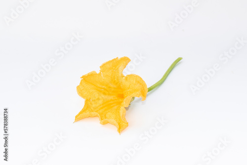 Yellow flower. pumpkin flower isolated on white background