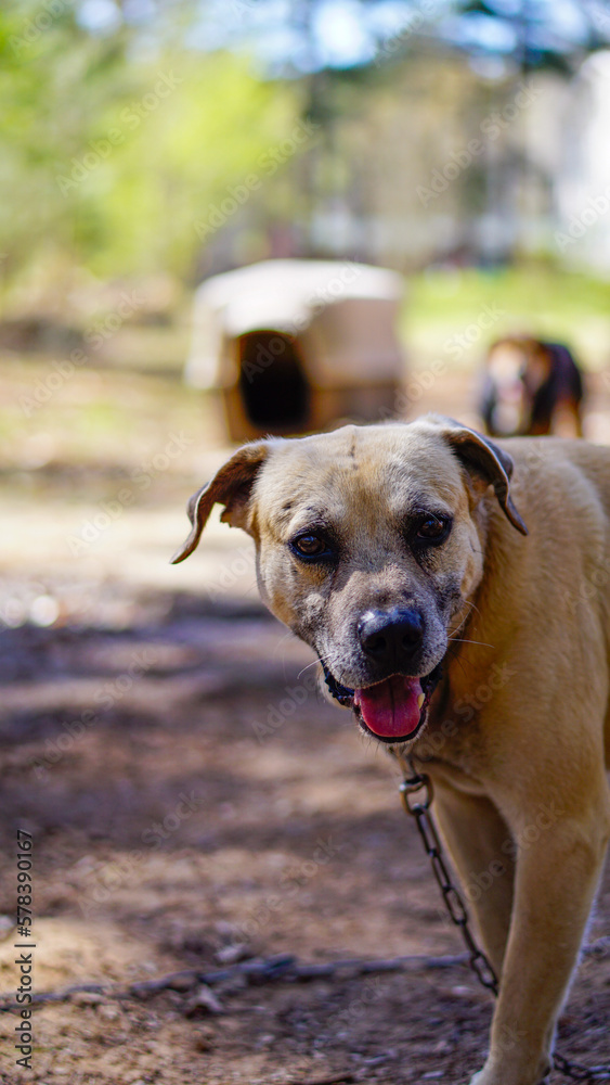 Happy Brown Dog in Yard