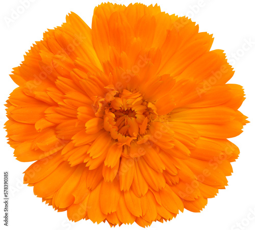 Quadro su tela Closeup of calendula
