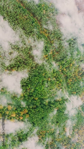 Wallpaper Mural Lower Clouds Moving Above Autumn Pine Forest. Aerial View 4K Flight Above Amazing Misty Forest Landscape. Scenic View Of Autumn Foggy Morning In Misty Forest Park Woods. Nature Elevated View. Torontodigital.ca