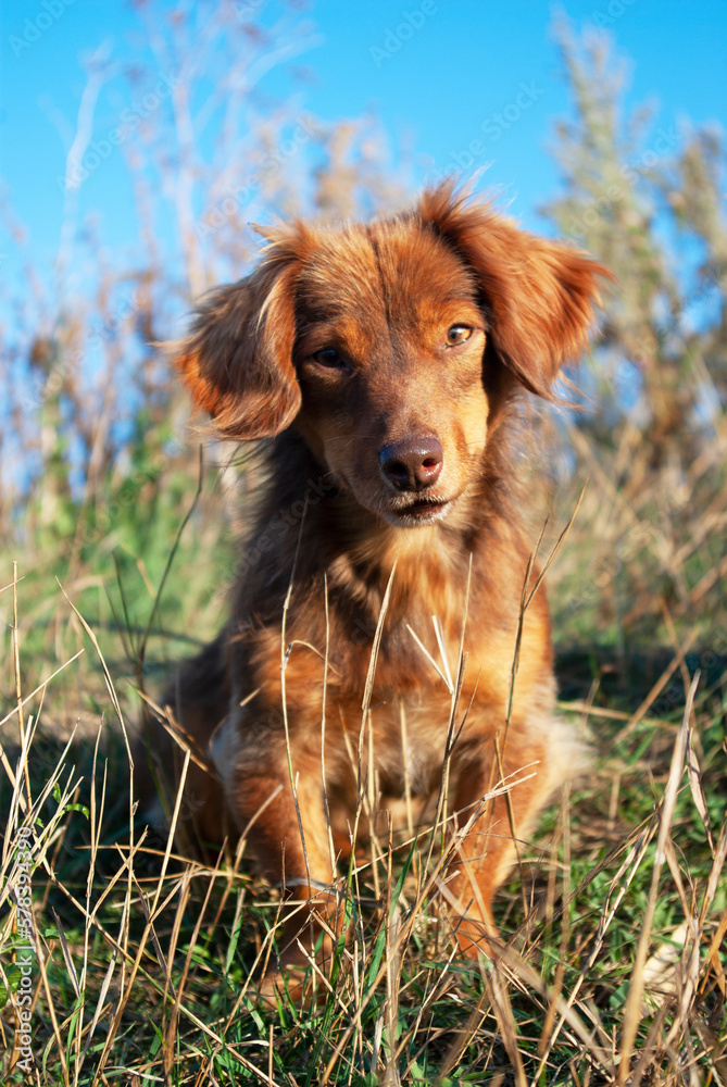 Small red dog sitting in the grass against the blue sky and looking at the camera.