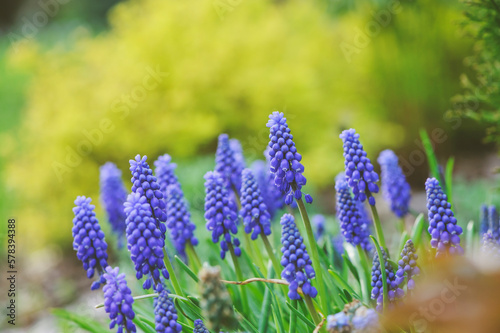 close up of group of blue muscari (grape hyacinth) blooming in spring garden
