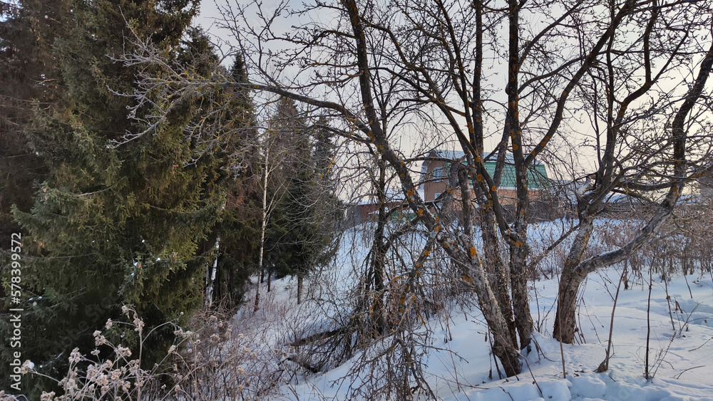 Winter landscape with tree and brances in cold day with blue sky Winter landscape with tree and brances in cold day with blue sky
