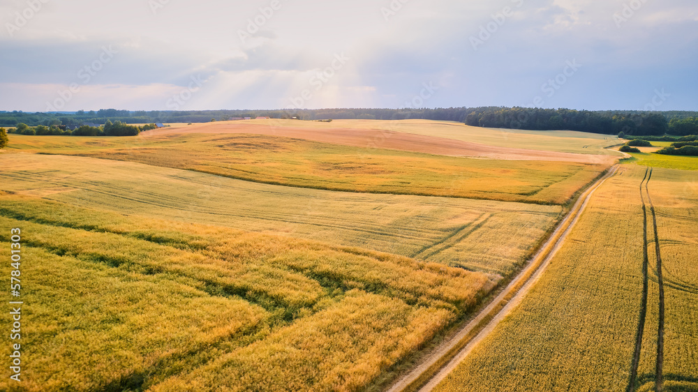 Immerse Yourself in the Majestic Scenery of Poland's Yellow Rapeseed Field at Sunset, with a Blue Sky as the Perfect Backdrop
