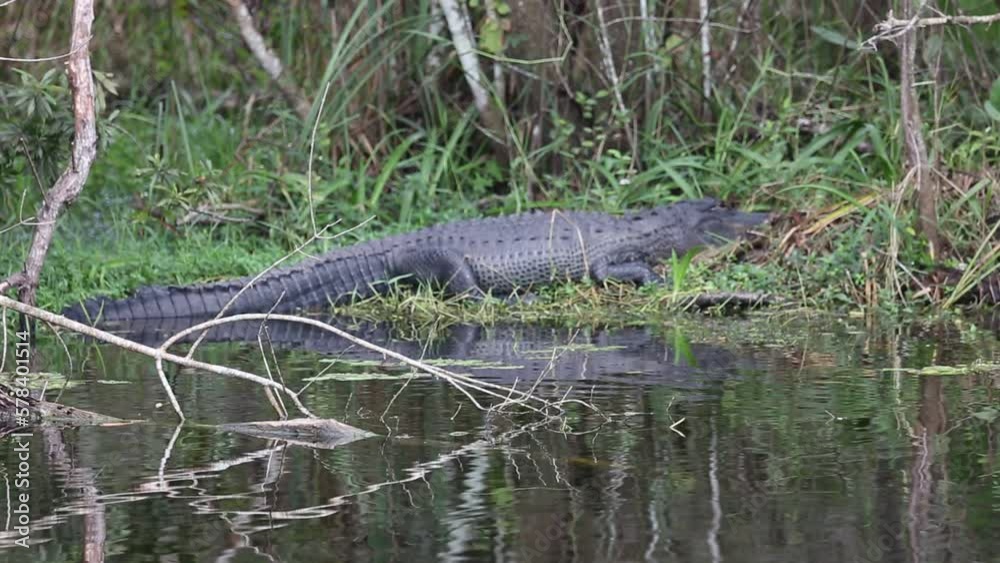 Heron and Alligator in the background - Big Cypress National Preserve, Florida Heron and Alligator in the background - Big Cypress National Preserve, Florida