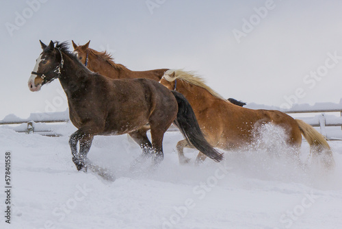 Haflinger Pferde toben auf einer verschneiten Weide © Renate