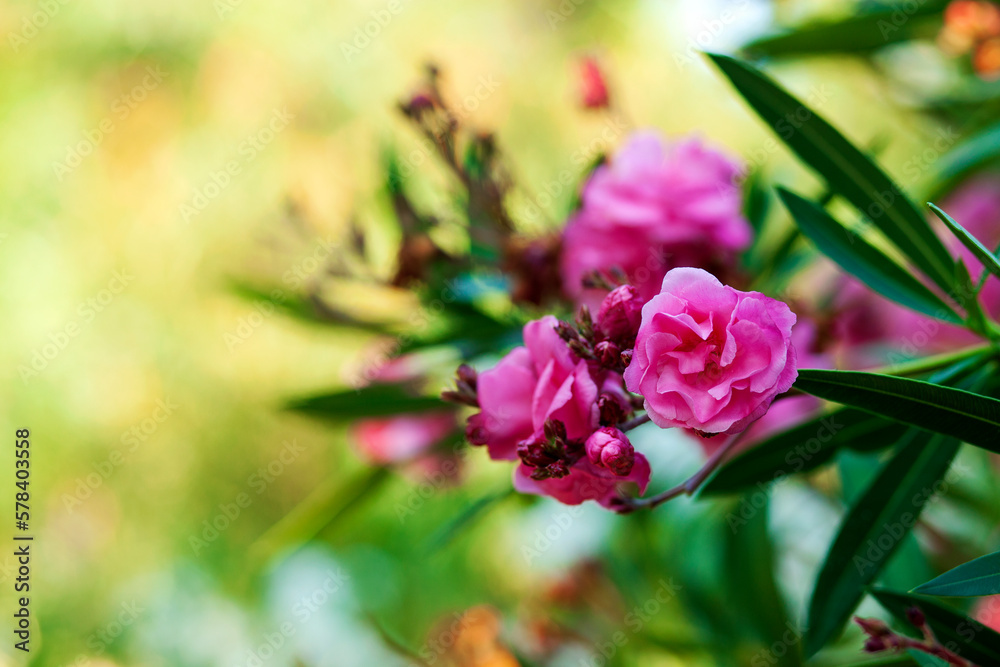 Pink flower of Oleander, Sweet Oleander, Rose Bay bloom or Nerium oleander in the garden. Floral Greeting card. Nature concept. Colorful spring flower background, space for text. Close-up. Pink flower of Oleander, Sweet Oleander, Rose Bay bloom or Nerium oleander in the garden. Floral Greeting card. Nature concept. Colorful spring flower background, space for text. Close-up.