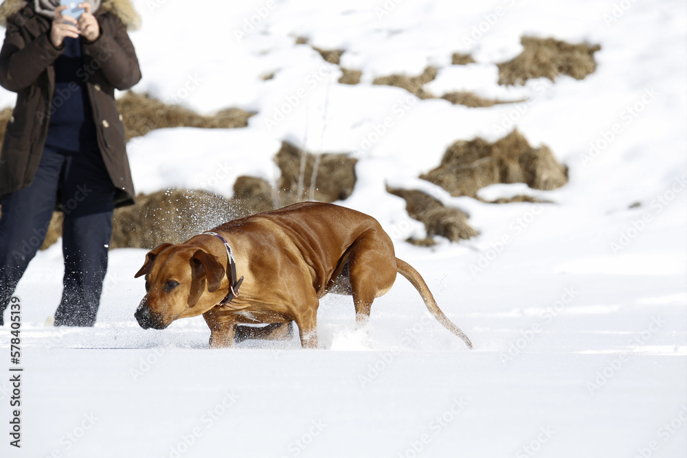 Cucciolo di Rhodesian Ridgeback che corre sulla neve. Gimillan, Val d'Aosta. Italia