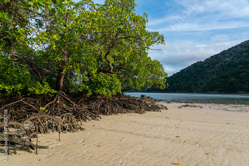 Mangrove trees in Mai Ngam beach, Surin island national park, Phang Nga, Thailand