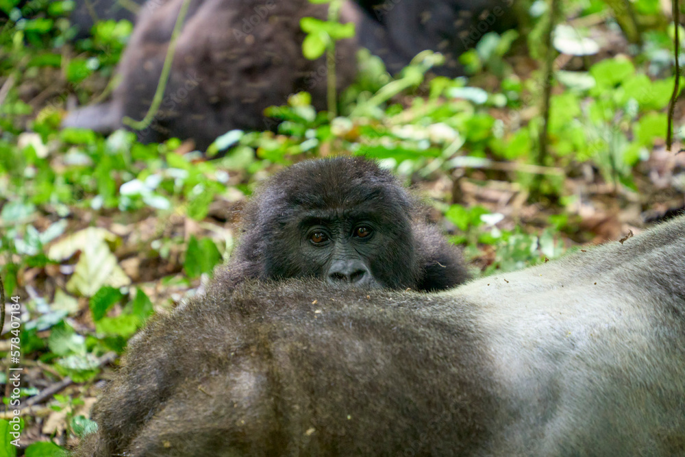 Young gorilla in the wild, Kahuzi-Biega National Park, DR Congo