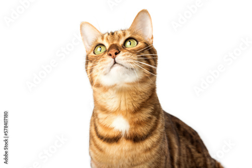 Close-up portrait of a serious cat. Muzzle of a cute Bengal cat.