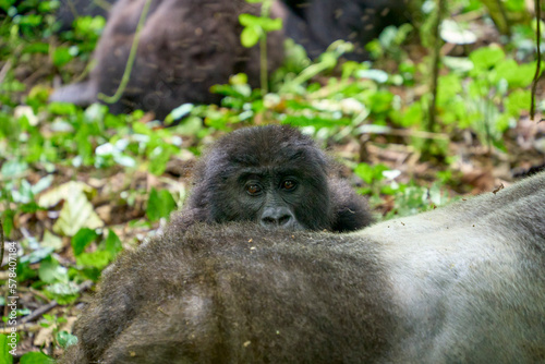 Young gorilla in the wild, Kahuzi-Biega National Park, DR Congo © Adrian Solumsmo