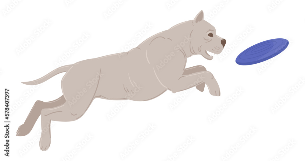 Obraz premium Playing pitbull. Cartoon active domestic puppy playing with frisbee, happy energetic american staffordshire terrier flat vector illustration