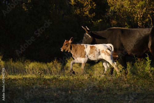 Fototapeta Naklejka Na Ścianę i Meble -  Spotted calf with cow in Texas rural field, mom and daughter dynamic in animals.