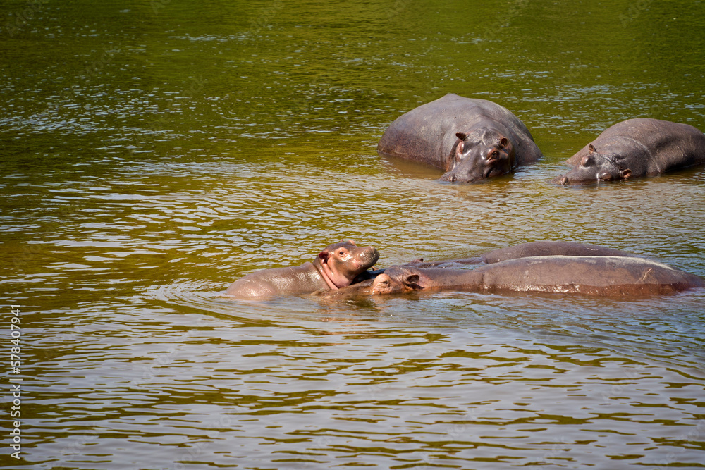 Fototapeta premium Baby hippo on the river Nile, Murchison Falls National Park, Uganda