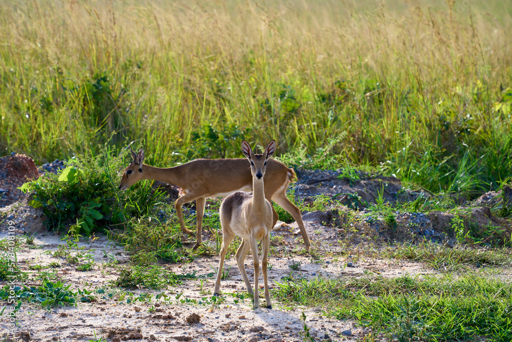 Obraz premium Two Oribi in Murchison Falls National Park, Uganda