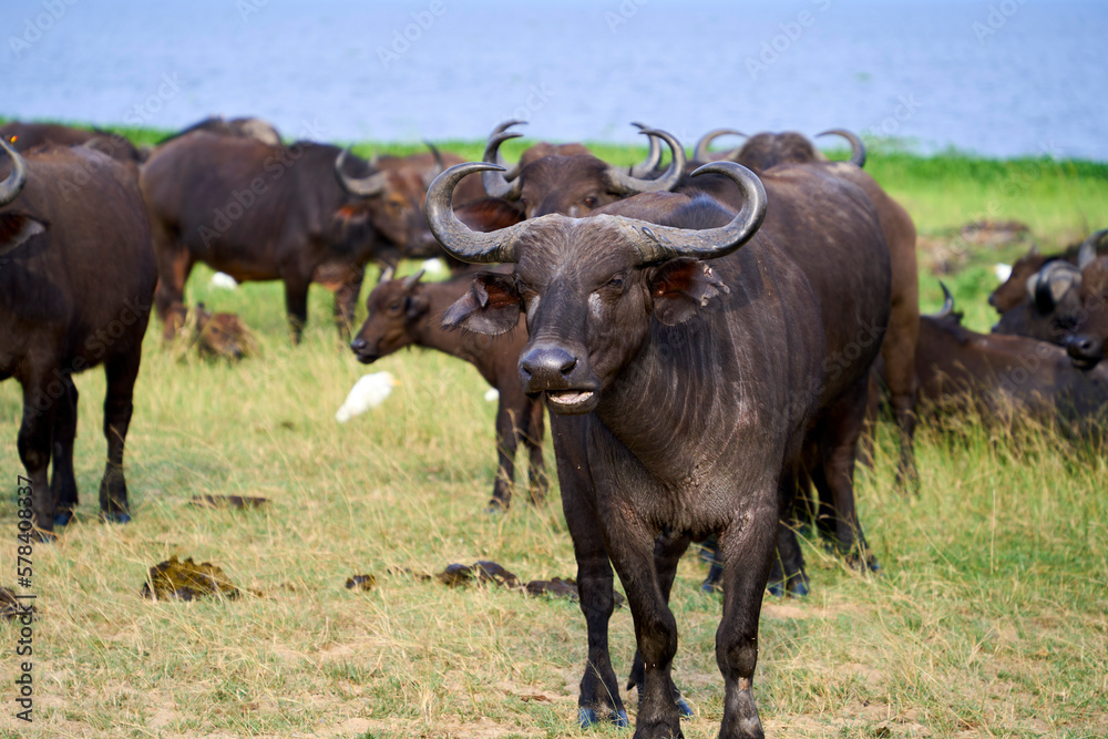 A herd of buffalo in Uganda