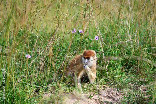 Patas monkey in Murchison Falls National Park