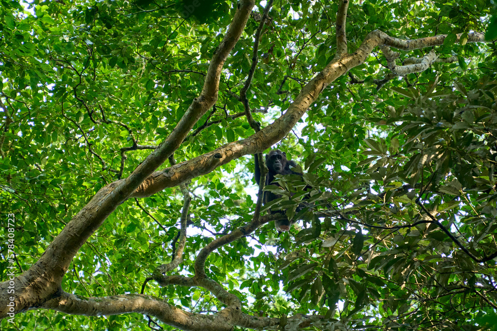 Chimpanzee in the wild up in a tree, Kibale National Park, Uganda Chimpanzee in the wild up in a tree, Kibale National Park, Uganda