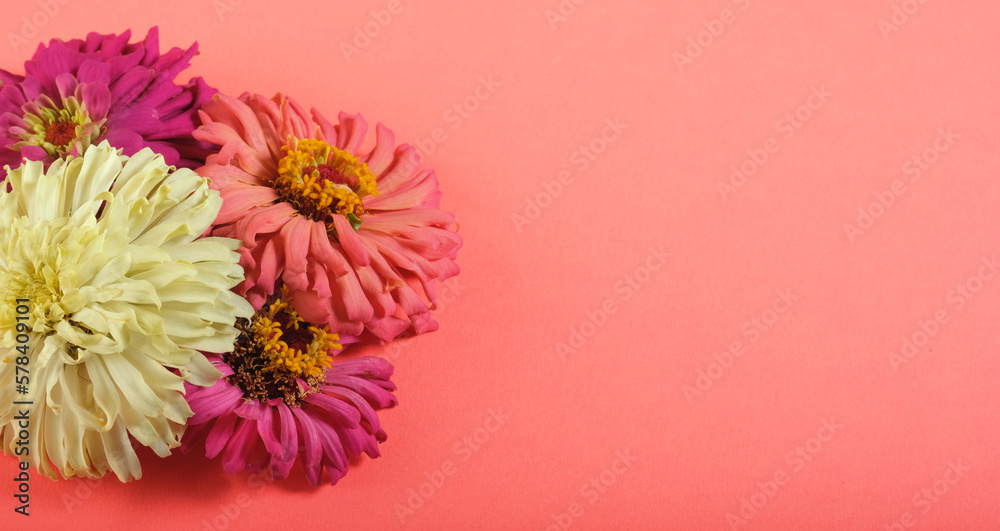 Zinnia flowers from garden, isolated with copy space for mothers day on background.