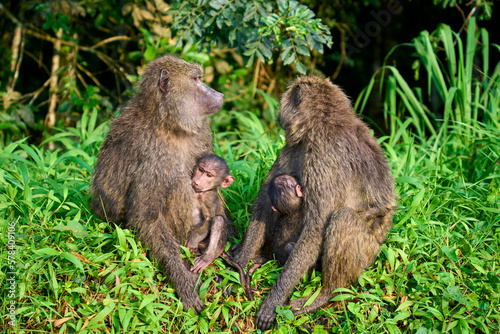 Two mother baboons with their babies along the road in Isasha sector, Queen Elizabeth National Park, Uganda © Adrian Solumsmo