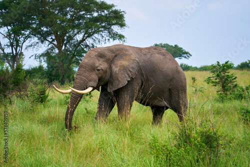 A lone elephant roaming the Isasha sector  Queen Elizabeth National Park  Uganda