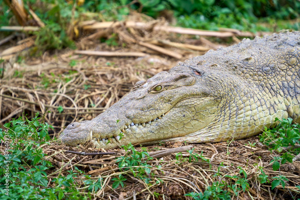 Obraz premium A nile crocodile on a bank in the Nile river, Uganda