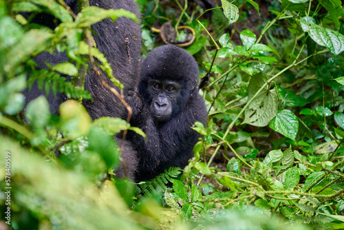 Young mountain gorilla in the wild behind mother, Bwindi National Park, Uganda